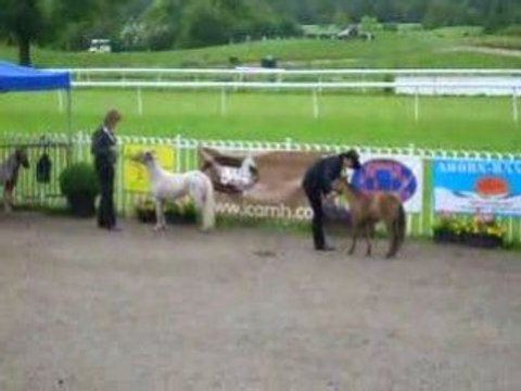 Divina Stela Ranch ( Elevage Chevaux Miniatures).