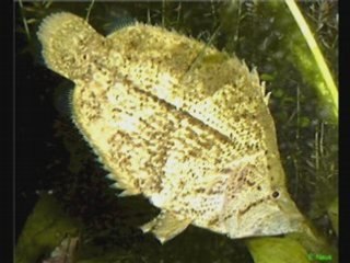 Noms bizards pour des poissons ! LOL