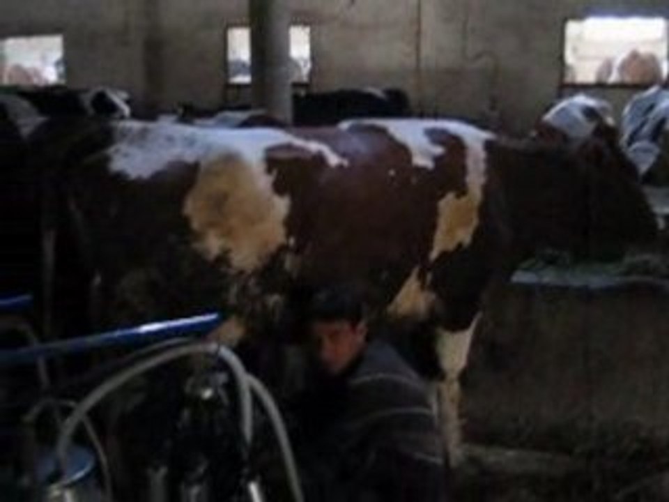 ALAOUCHICHE Laala