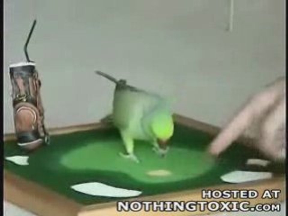 AMAZING BIRD
