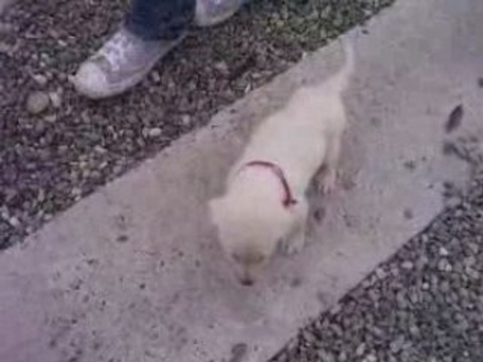 chiot labarador