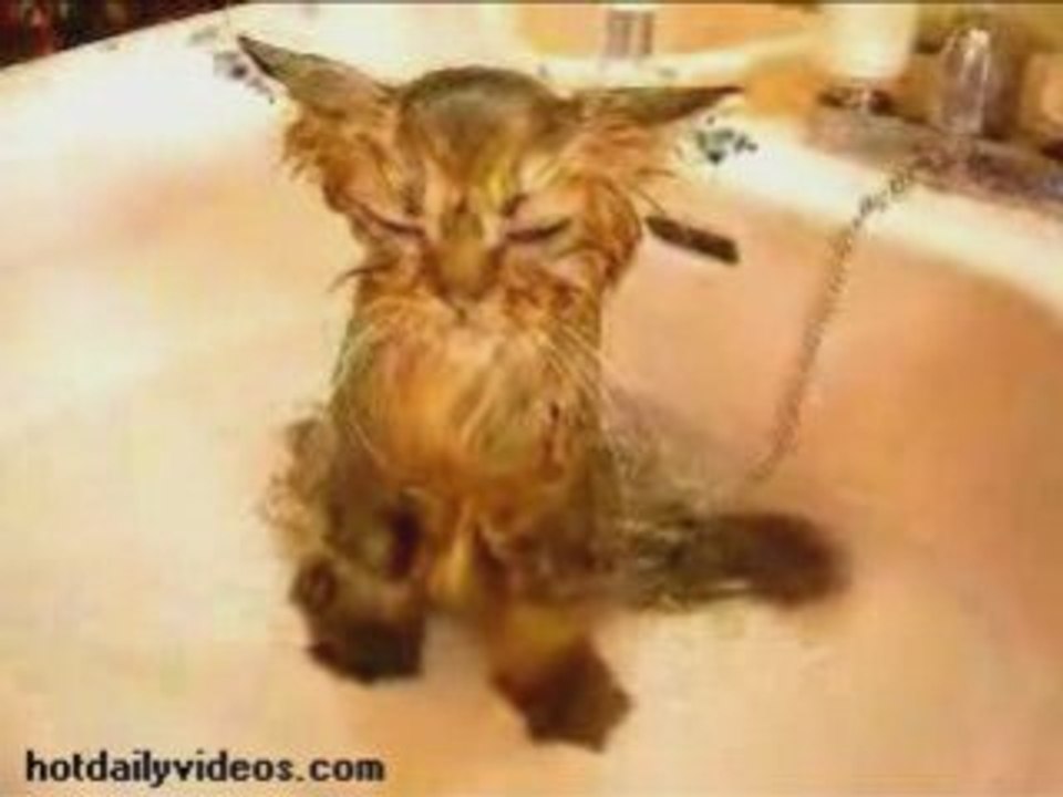 Wet Cat
