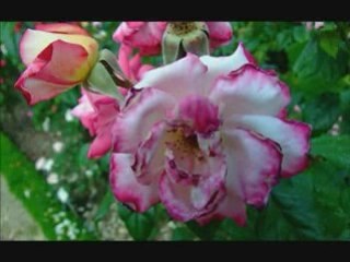 Roseraie de l'Haÿ les Roses