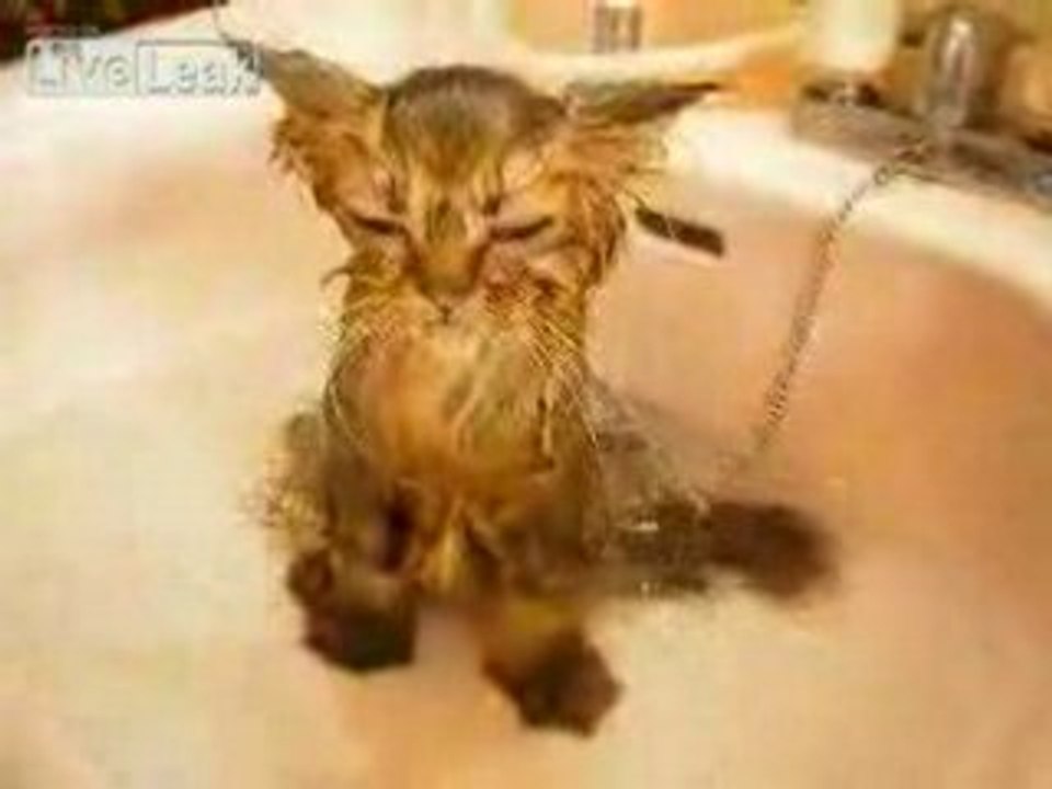 Drole - Un Chat blasé...