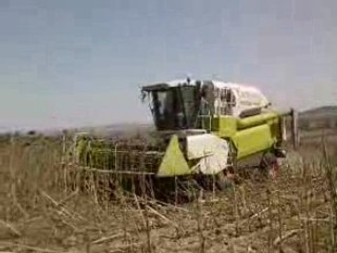 CLAAS MEDION 340 HARVESTING THE SUNFLOWER 2008 SEASON P2