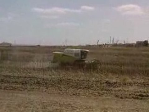 CLAAS MEDION 340 HARVESTING THE SUNFLOWER 2008 SEASON P1