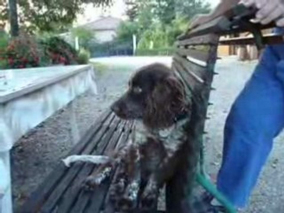 EPAGNEUL DE SAINT USUGE DEGAS PETIT FILS DE RUBIS