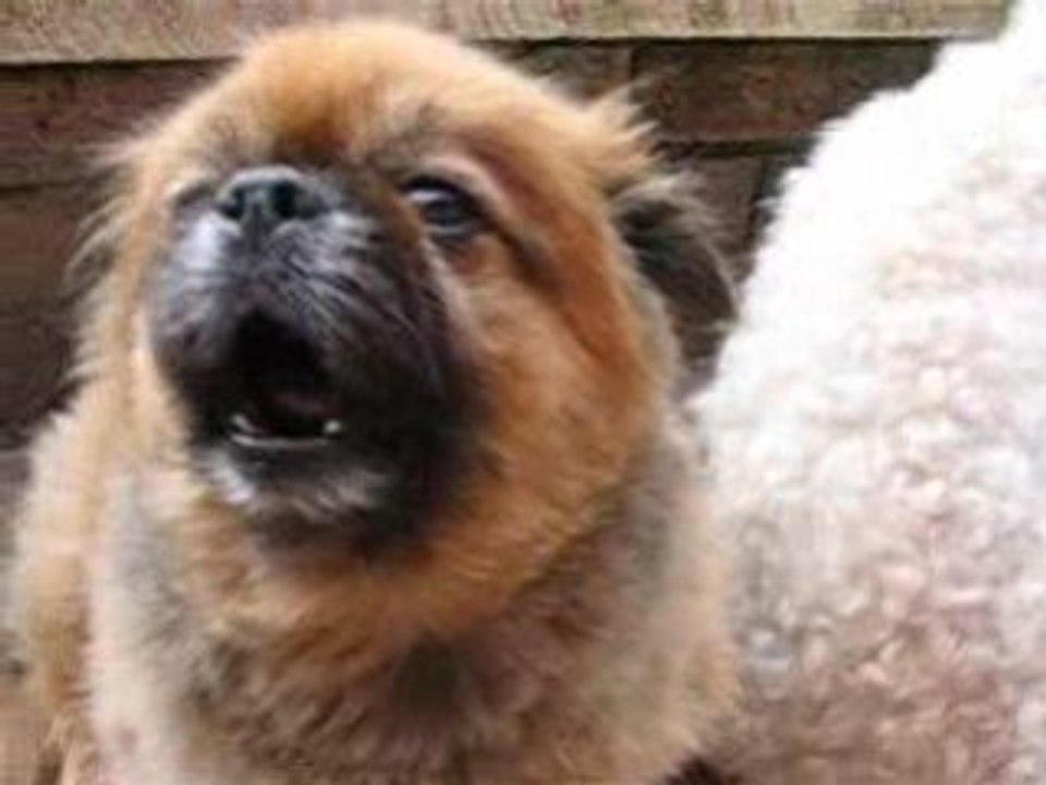 Chien qui chante (Spirou alias Zouzou et Albin )