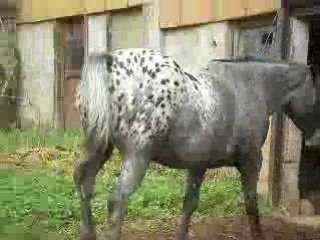 Quetch, petite jument