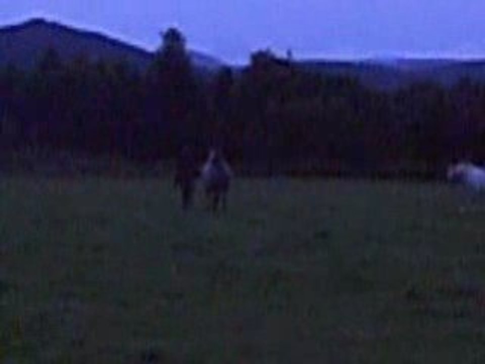 appaloosa jument jeux