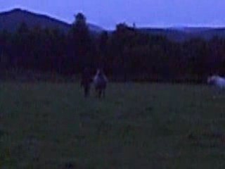 appaloosa jument jeux