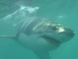 Meet The Great White Shark