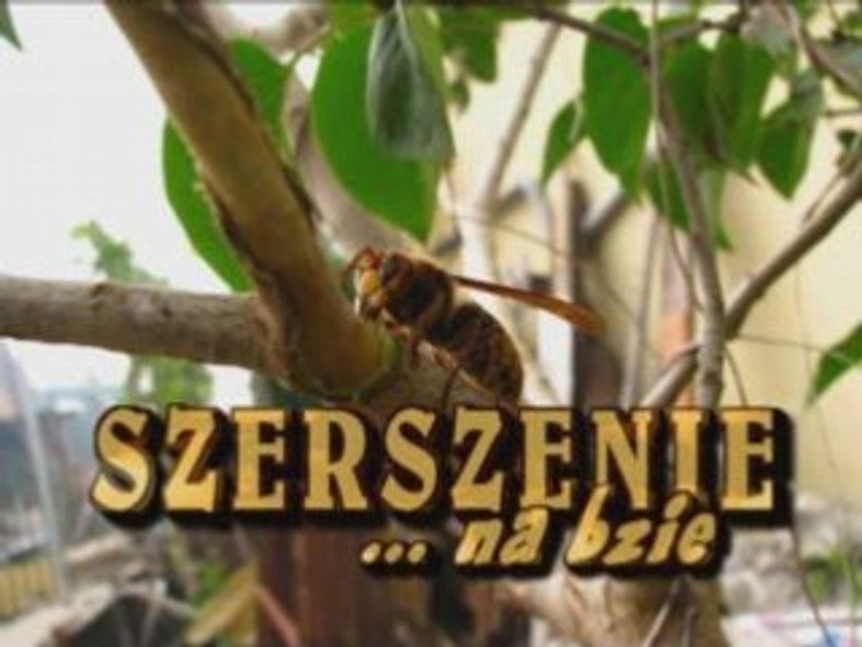 Szerszenie ... na bzie