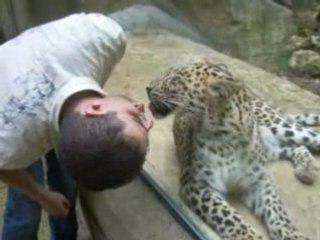 J'ai "roulé une pelle" à une Panthère de Perse