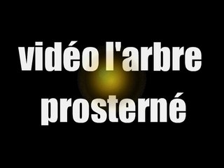 vidéo l'arbre prosterné !