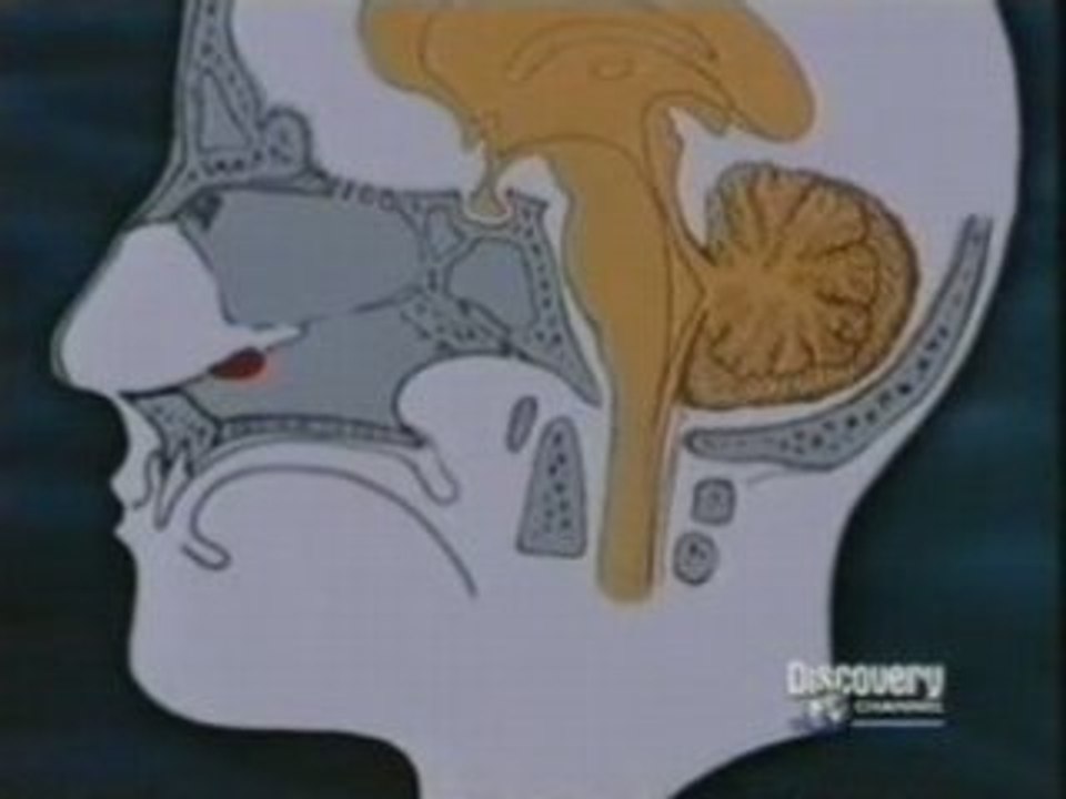 Feromonas (Organo Vomeronasal)