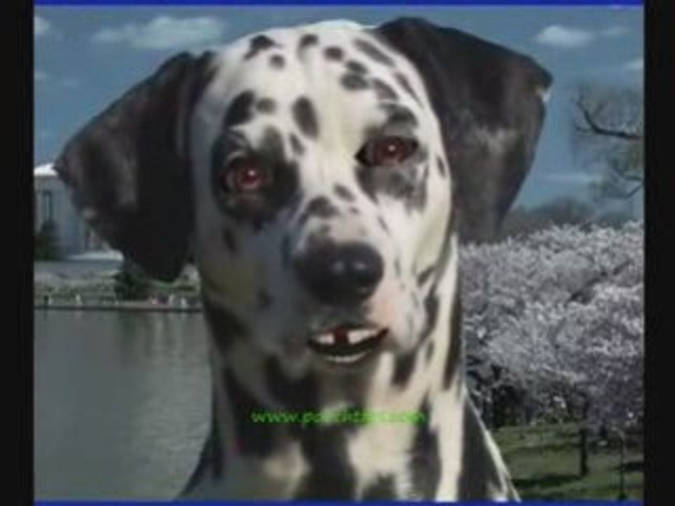 Holy Mackrell Talking Dog Dog Training