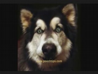 Clicker Training From Talking Dog Video