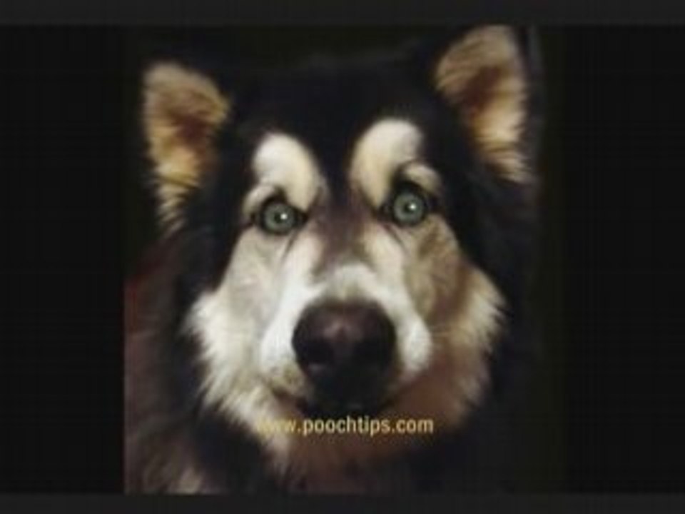 Clicker Training From Talking Dog Video