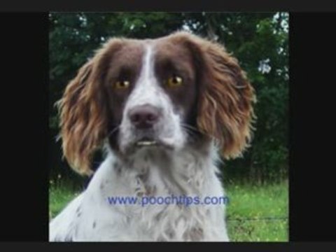 Cool Talking Dog Discusses Dog Ailments