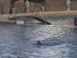 marineland 19.09.2008 resumé video antibe