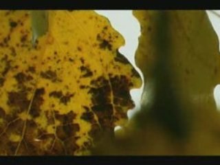 L'étang aux Biches : Le jour