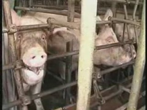 Porcs-cochons-élevage-industriel