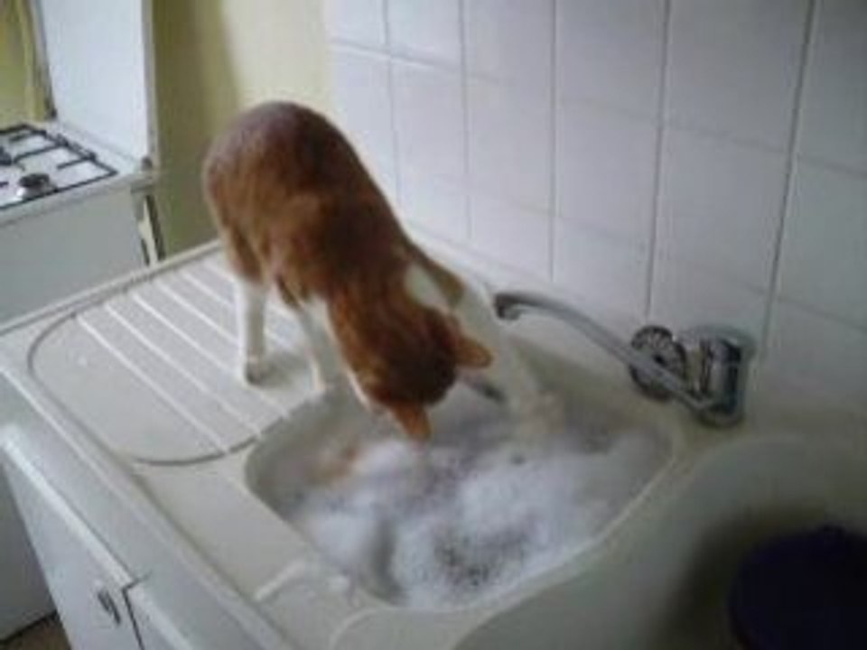 chat qui boit au robinet