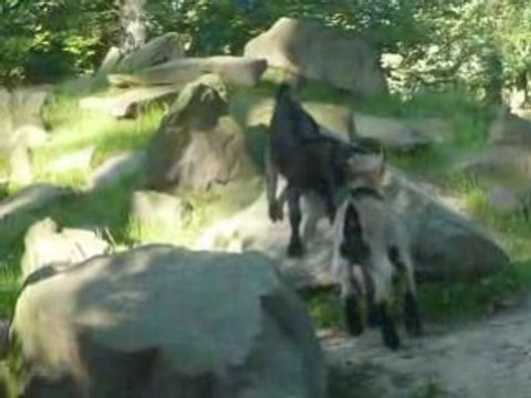 Kozí bitka - krátká