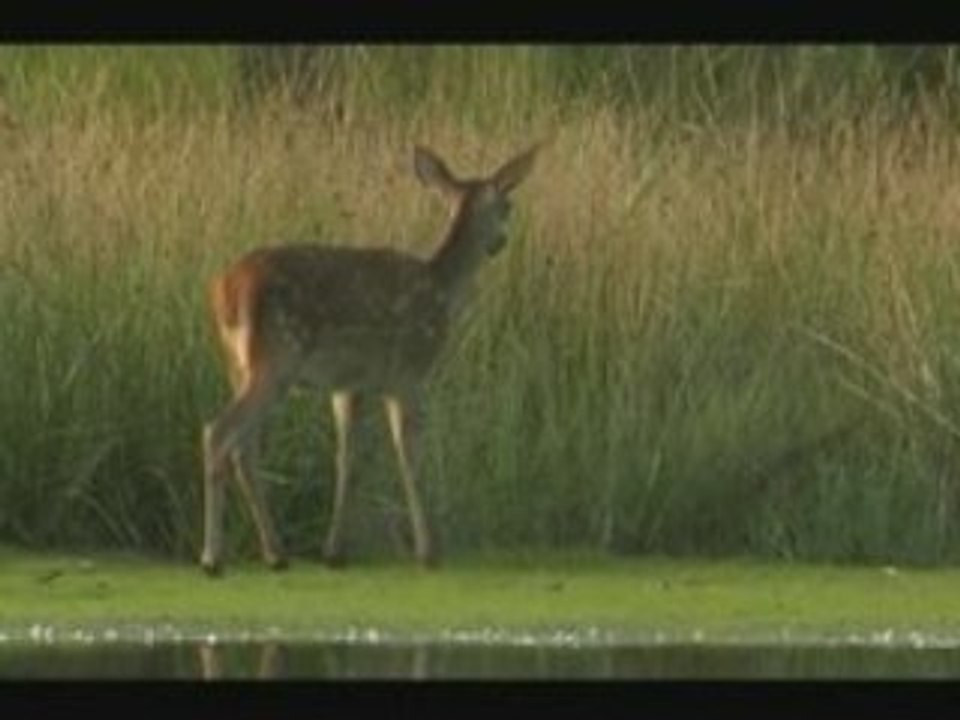 Etang aux Biches - le renard et le faon
