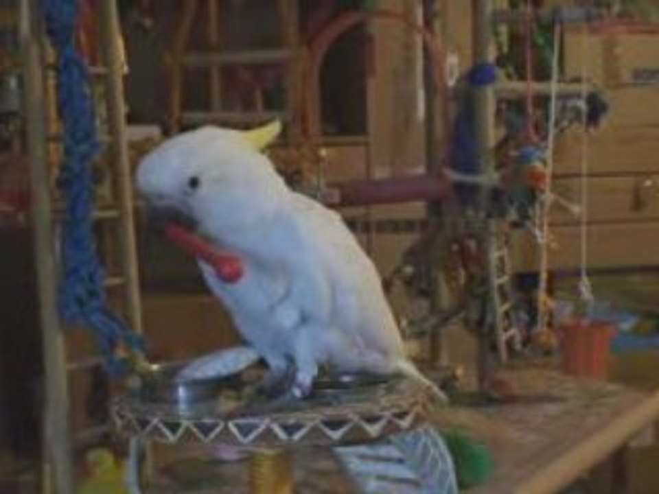 Aloha 3 mois découvre les jouets le 20 septembre 2008