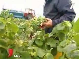 La fin des vendanges : bilan pour le muscadet