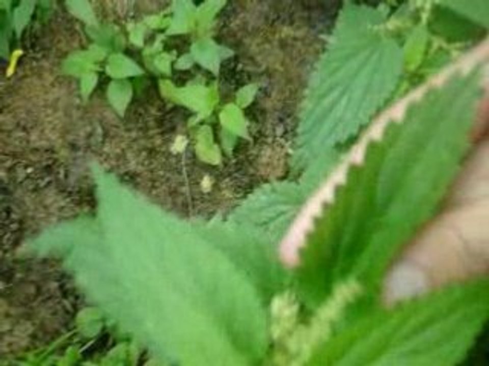 comment manger les ortis