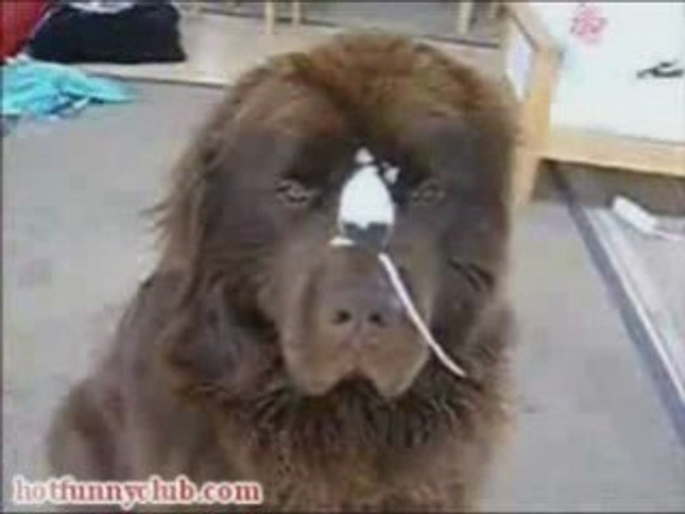 Dog and Mouse