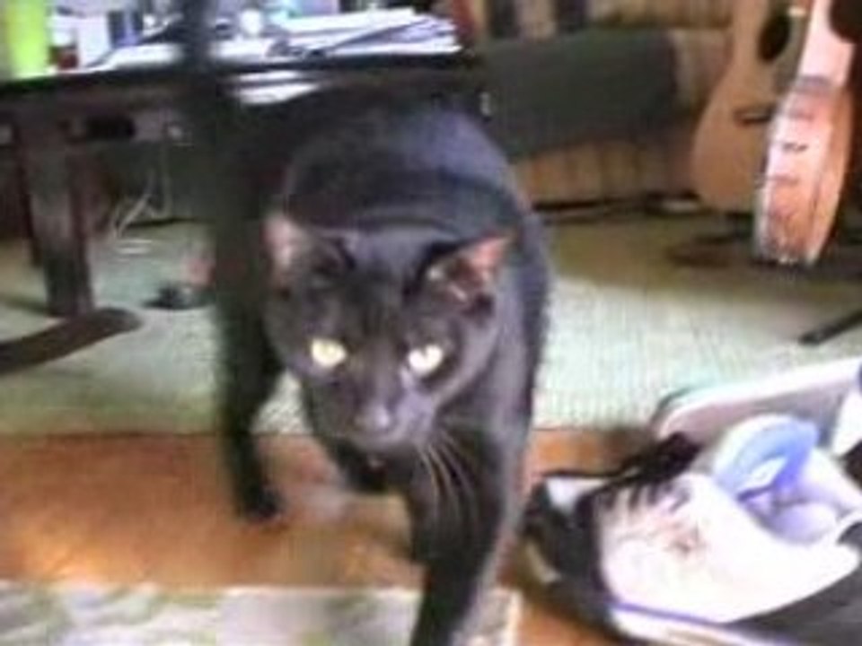 Dancing Cat Group (The Kitty Cat Dolls)