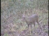 Chasseur français - Sangliers / Biches / Cerfs