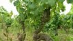 Vendanges : inspection des vignes en Loire-Atlantique