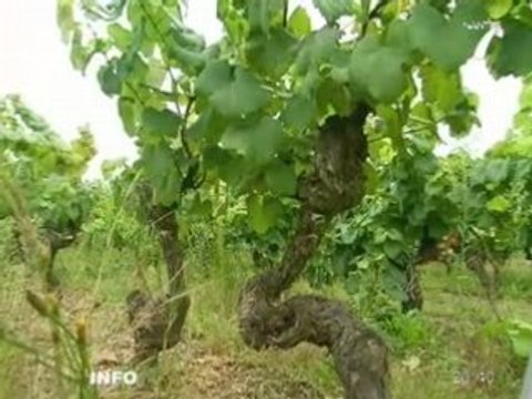Vendanges : inspection des vignes en Loire-Atlantique