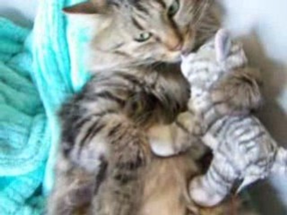 CHAT BONHEUR