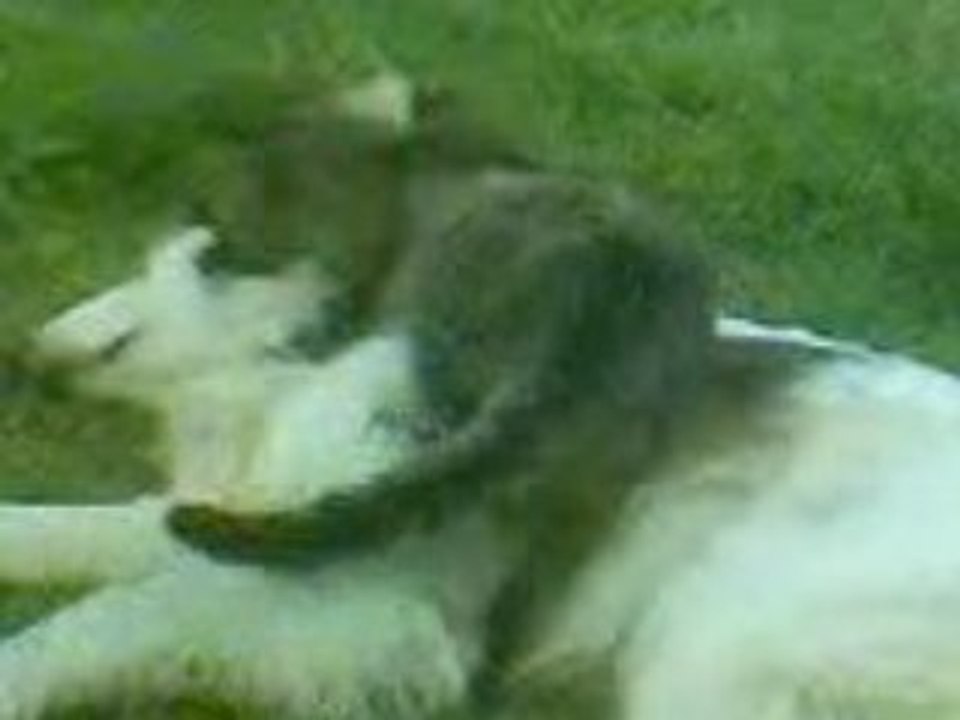 Cane e gatto
