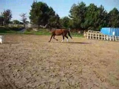 olifant saut en liberté