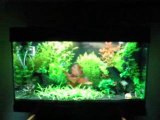Mon aquarium part 5 (Matos)