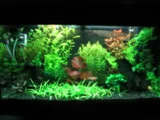 Mon aquarium  2