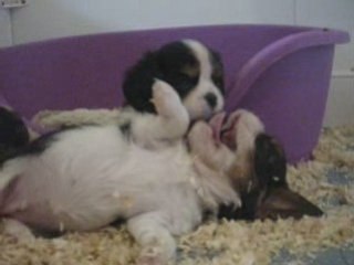 Djezabel, chiot cavalier king charles