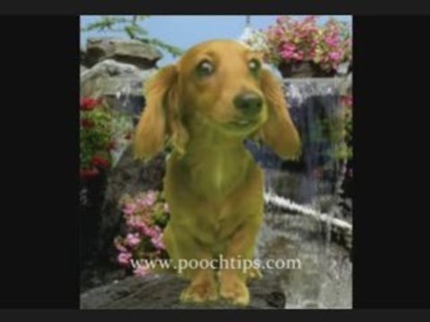 Talking Dog Videos And Smart Dogs