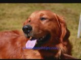 Dog Excitability And Anxiety Problems