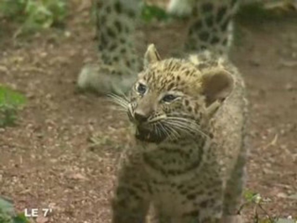 Shiraz, le bébé léopard du zoo de Doué