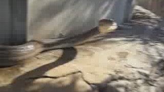 j'ai vu un gros serpent !!! enorme