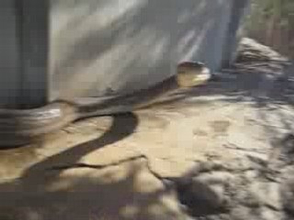 j'ai vu un gros serpent !!! enorme