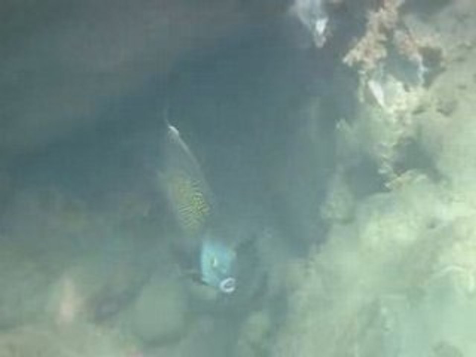 Poisson Ange Français